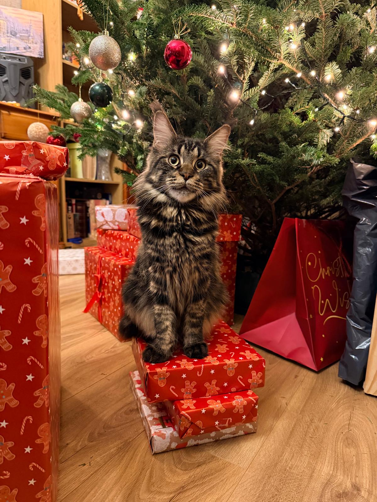 Your Maine Coon cat 1