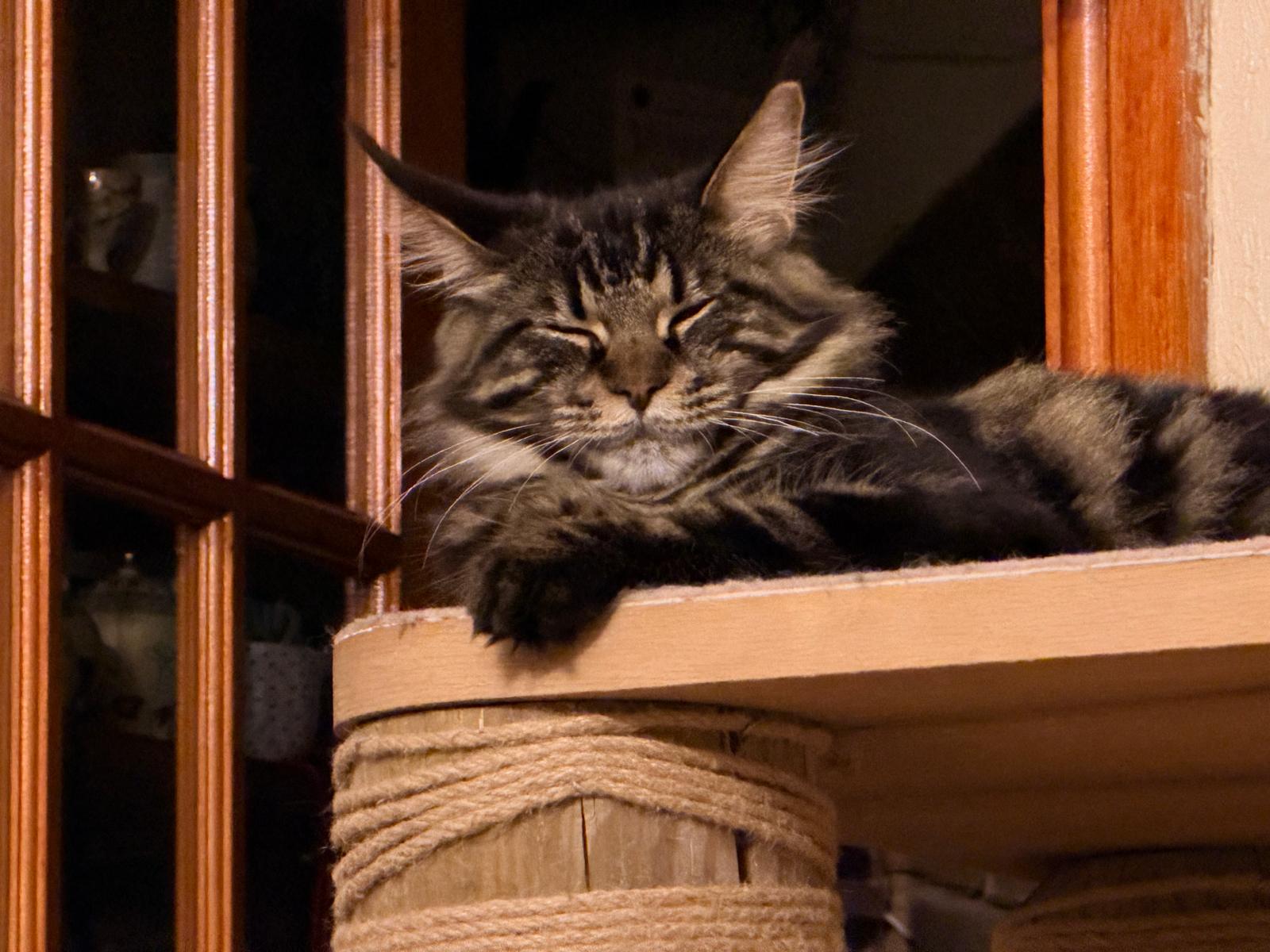 Your Maine Coon cat 2