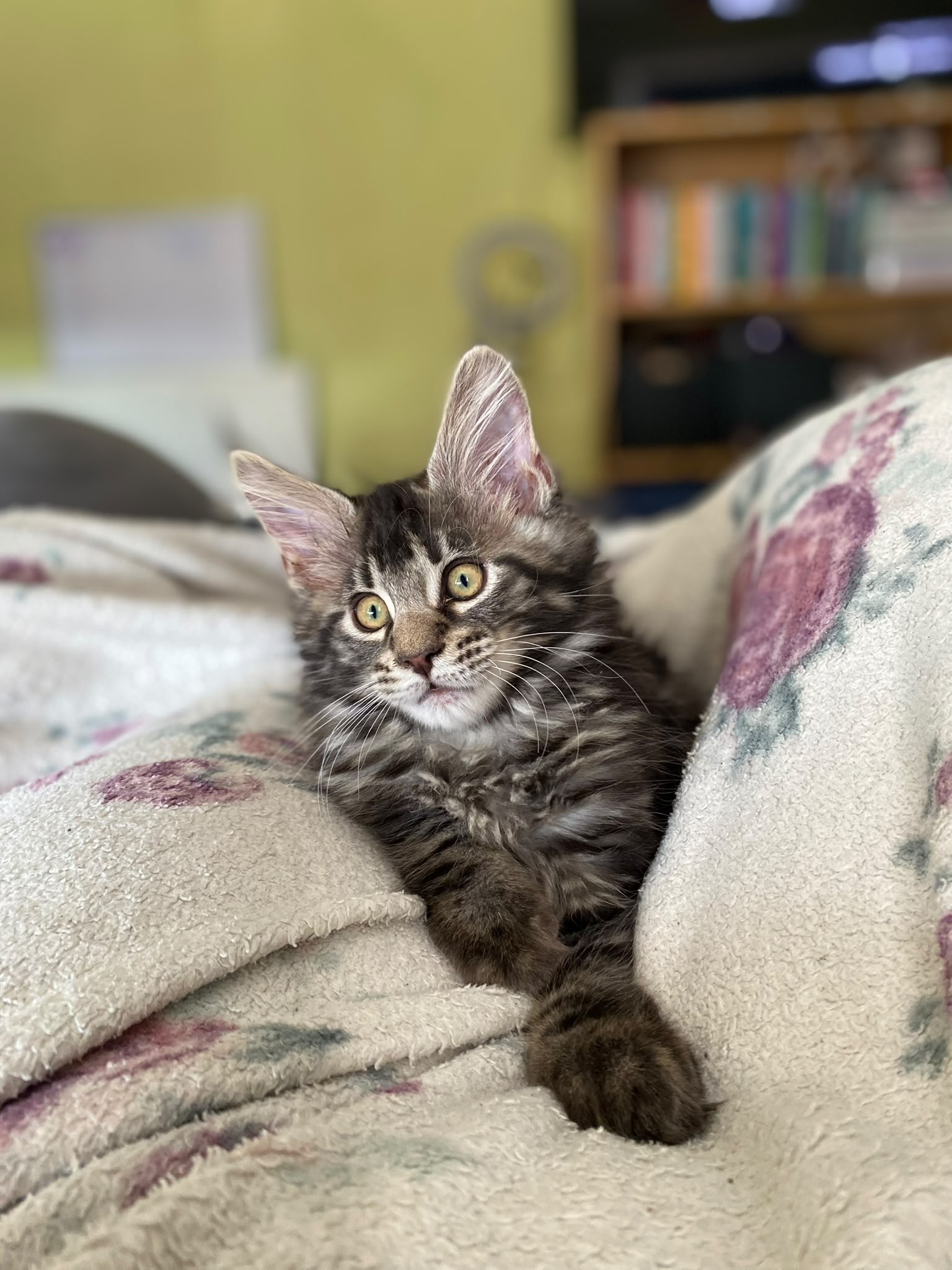 Your Maine Coon cat 3