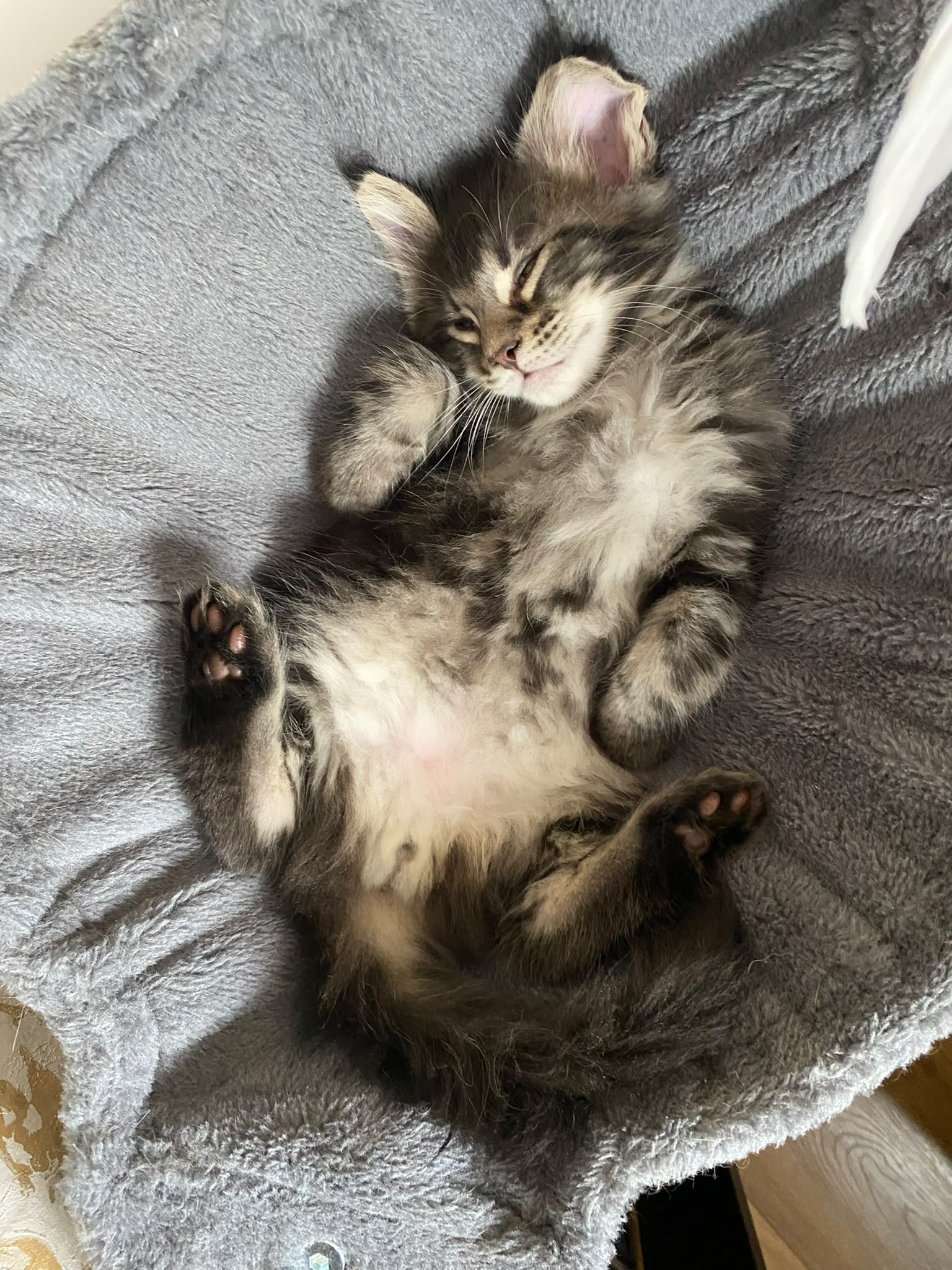 Your Maine Coon cat 4