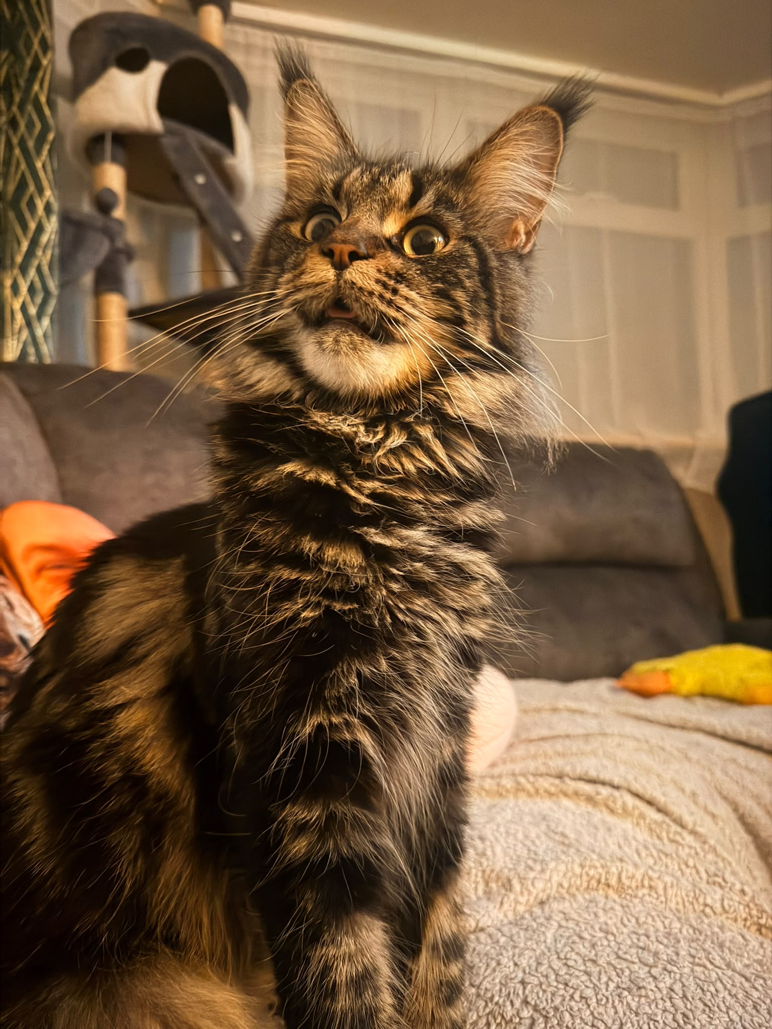 Your Maine Coon cat 5